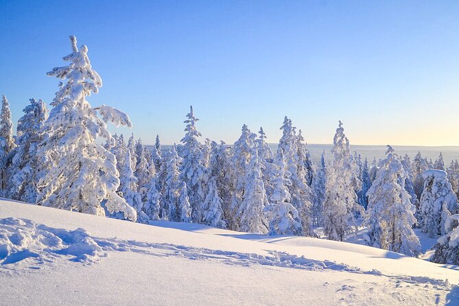 1-Hour Snowmobile Safari Adventure in Rovaniemi - Key Points to Know Before You Go