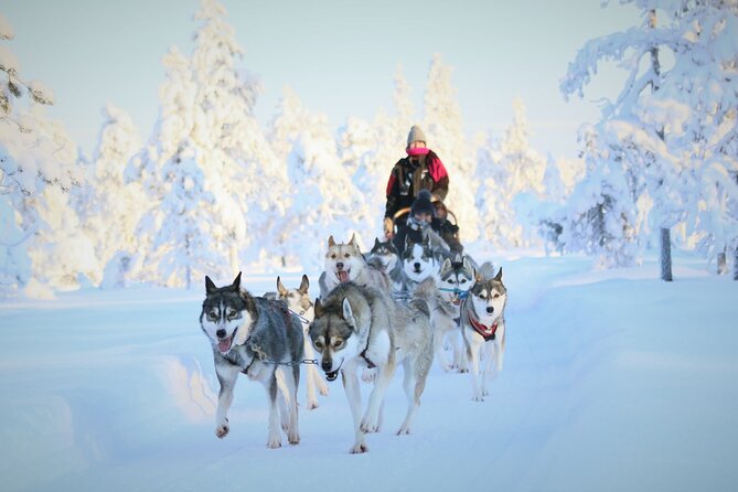 10 km Authentic Husky Safari in the Taiga Forest – Family Kennel - The remote one-hour drive that changes the whole experience