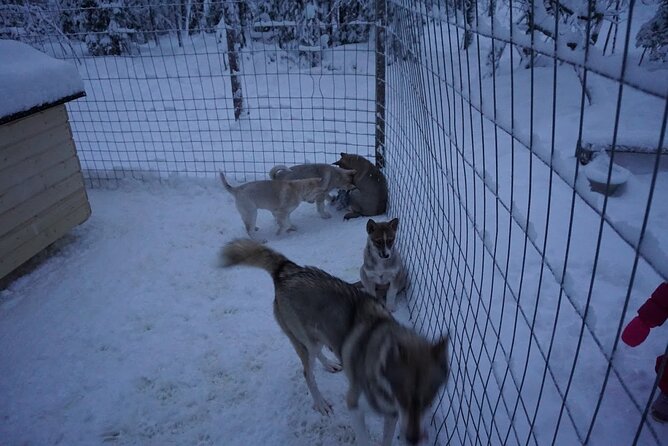 10 km Authentic Husky Safari in the Taiga Forest – Family Kennel - The 10 km Taiga ride: how self-driving feels in real snow