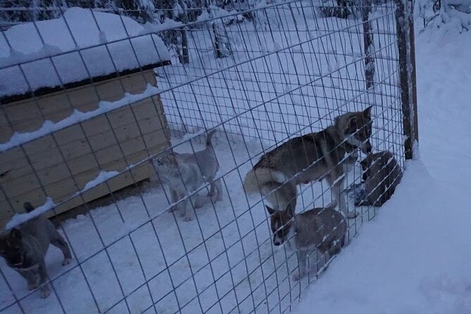 10 km Authentic Husky Safari in the Taiga Forest – Family Kennel - At the family kennel: safety briefing first, then huskies up close