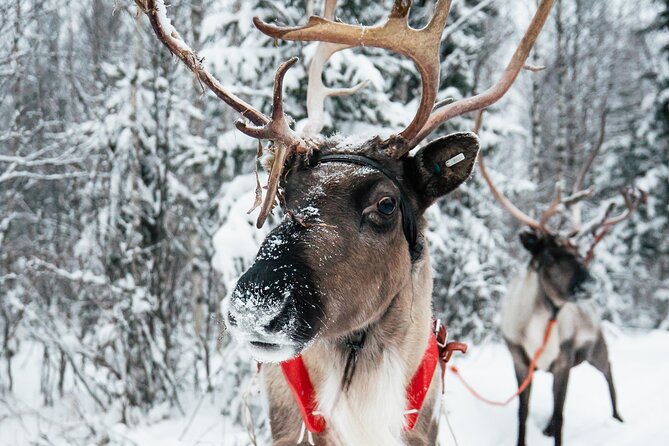 2km Sleigh Ride & Feeding Experience at Traditional Reindeer Farm - The 2 km Sleigh Ride: What It Actually Gives You