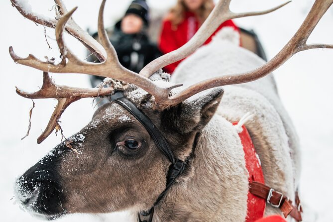 2km Sleigh Ride & Feeding Experience at Traditional Reindeer Farm - Photography Included: Why It Changes How You Enjoy the Day