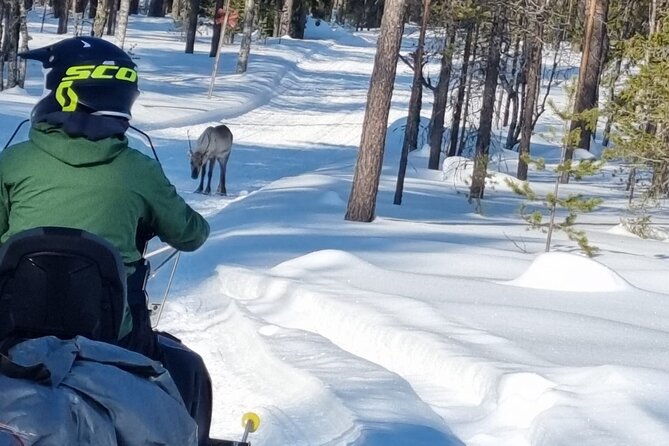 3 Days Raid Snowmobile in Finnish Lapland - Price and logistics: is $1,504.88 per person worth it?