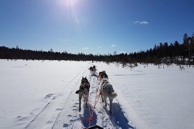 5KM Husky Sled Ride from Levi - Where You Meet in Levi and How Pickup Fits In