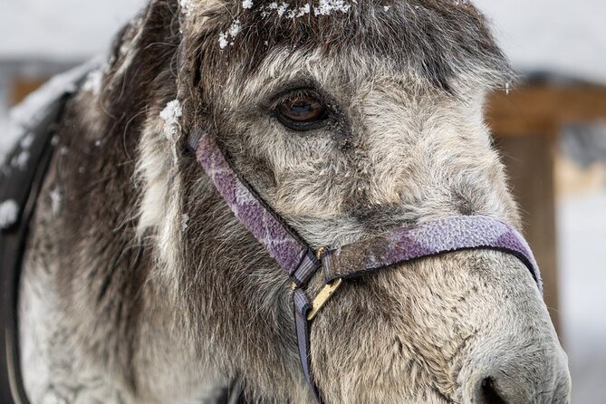 8-10km Husky Ride in the Taiga and Visit Other Farm Animals - Morning Pickup In Rovaniemi, Then 1 Hour Into the Taiga
