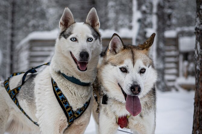 8-10km Husky Ride in the Taiga and Visit Other Farm Animals - How the Kennel Setup Turns Safety Into Part of the Fun
