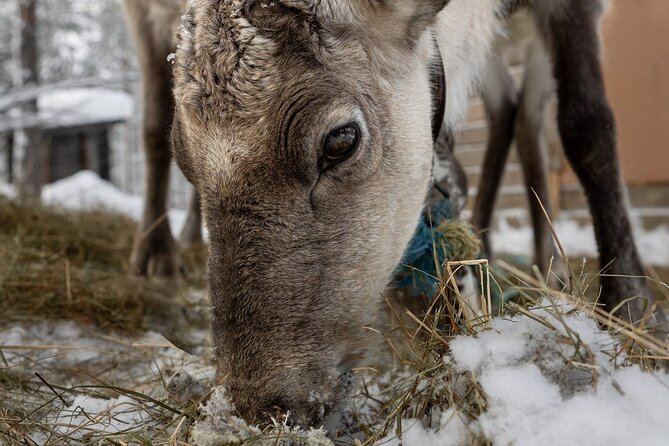 8-10km Husky Ride in the Taiga and Visit Other Farm Animals - 8 to 10 km Husky Ride in the Taiga on an Open Sleigh
