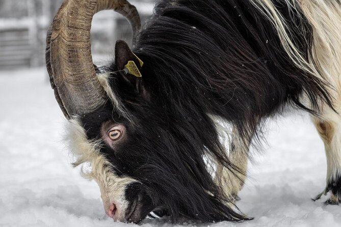 8-10km Husky Ride in the Taiga and Visit Other Farm Animals - Fireside Musher Stories, Warmth, and the Q&A Moment