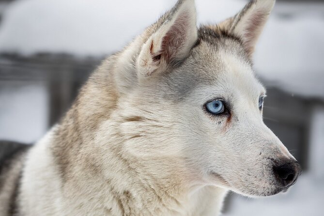 8-10km Husky Ride in the Taiga and Visit Other Farm Animals - Lapish BBQ Lunch, What You Should Expect