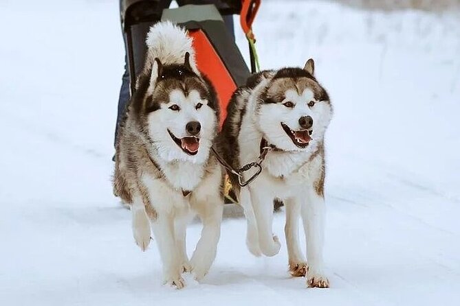 8-10km Husky Ride in the Taiga and Visit Other Farm Animals - Gear Check and Winter Overalls, Why It Changes Everything