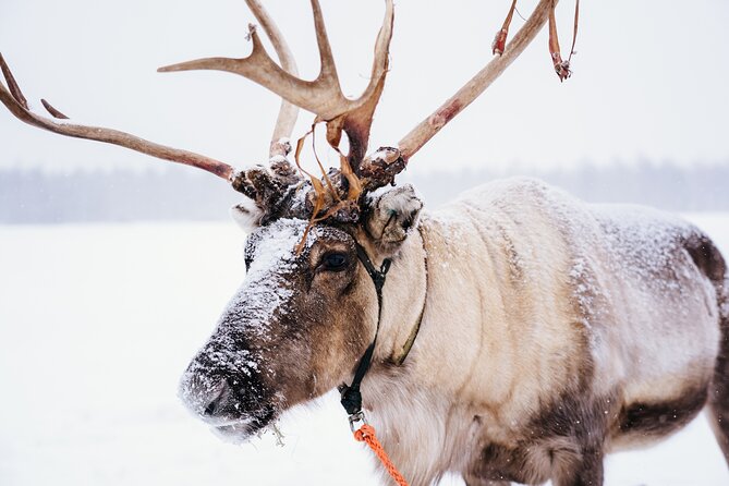 Apukka Reindeer Journey - Key highlights you can plan around