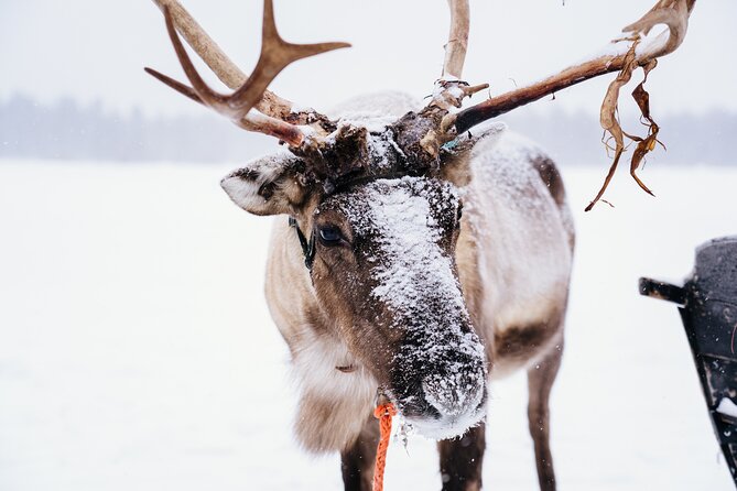 Apukka Reindeer Journey - What’s included so you do not overpack