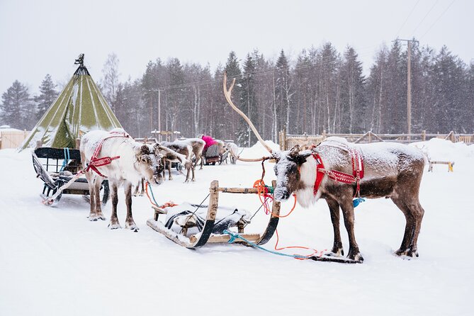 Apukka Reindeer Journey - Meeting the reindeer: petting, photos, and guide stories