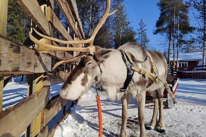 Arctic Animals Adventure with Lunch Buffet - Key highlights you should know before you go
