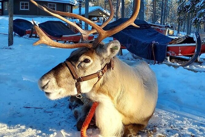 Arctic Animals Adventure with Lunch Buffet - How this 7.5-hour Arctic loop fits together