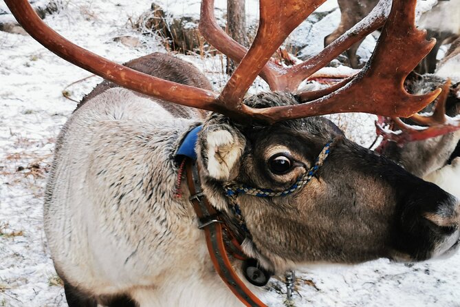 Arctic Animals Adventure with Lunch Buffet - Husky ride on an 800 m track: short, active, and memorable