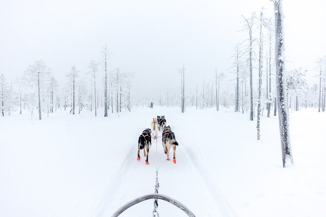 Arctic Animals Adventure with Lunch Buffet - Reindeer ride on a 500 m route: classic, calm, and different