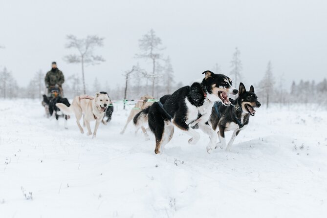 Arctic Animals Adventure with Lunch Buffet - The big lunch moment: Ranua Zoo buffet at 13:00