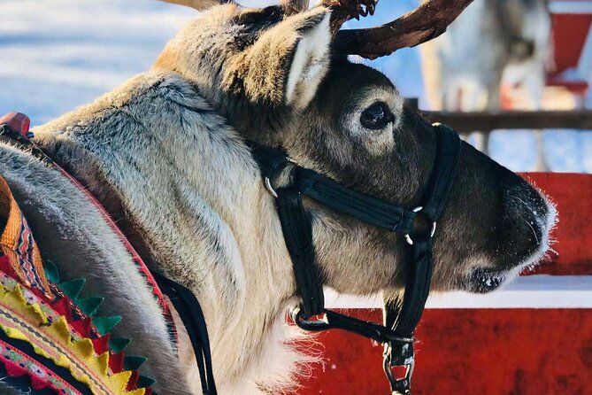 Arctic Animals Adventure with Lunch Buffet - Ranua Wildlife Park free-walk window: 14:00 to 16:00