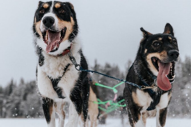Arctic Animals Adventure with Lunch Buffet - Winter clothing included: use it like an advantage
