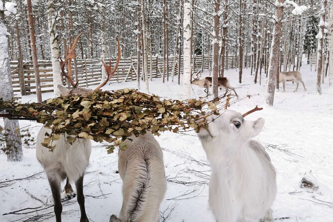 Arctic Animals Adventure with Lunch Buffet - Kota snacks and local stories: more than just a waiting room