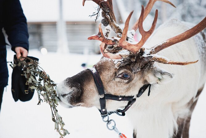 Arctic Circle Highlights Family Day - Why This Family Day Works So Well in Rovaniemi
