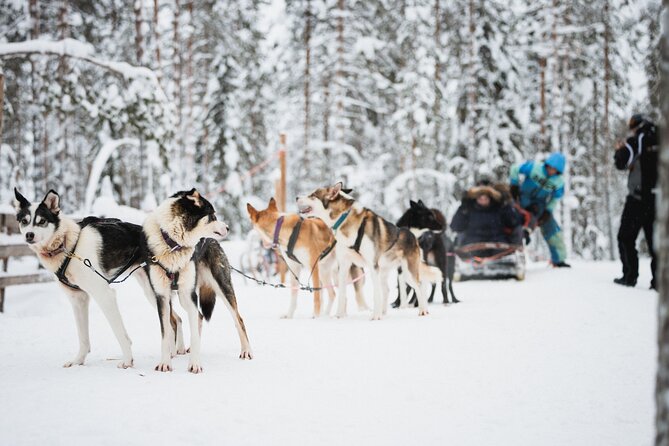 Arctic Circle Highlights Family Day - Stop 1 in Rovaniemi: Husky and Reindeer Snow Rides Done Right