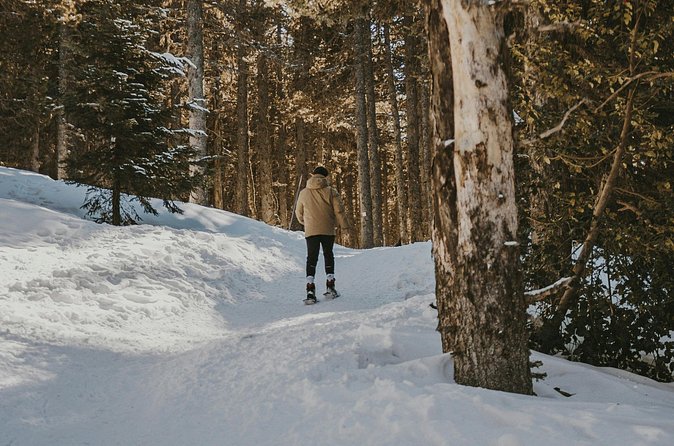 Arctic Darkness & Starlight Adventure with Snowshoes - Chasing the Northern Lights, without the stress