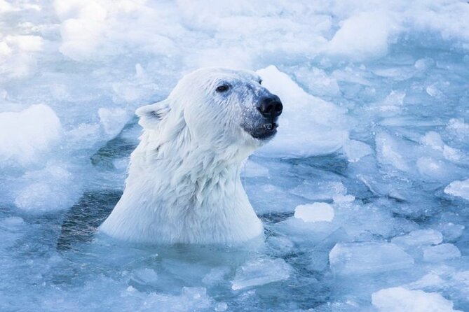 Arctic Polar Bear Adventure with Lunch in Rovaniemi! - Your Time at Ranua Zoo: Walking the Enclosures in Winter