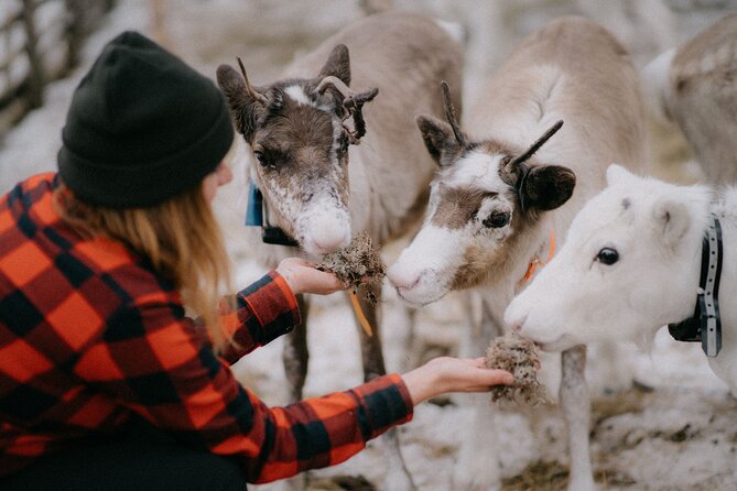 Arctic Reindeer Farm Experience with Snowshoeing in the Wild - Key things you’ll notice right away