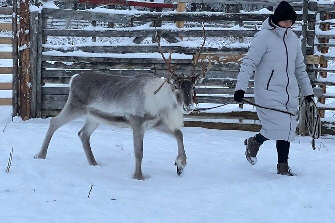 Arctic Reindeer Farm Experience with Snowshoeing in the Wild - A small-group reindeer and snowshoe day that feels local