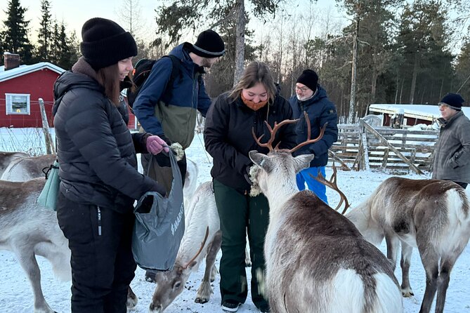 Authentic Reindeer Experience and Ice Fish with Lunch in the Wild - What’s Included, What You Should Bring, and How to Dress Smart