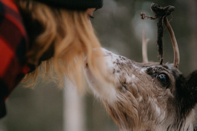 Authentic Reindeer Experience and Ice Fish with Lunch in the Wild - Price and Value for a Four-Hour Levi Winter Experience