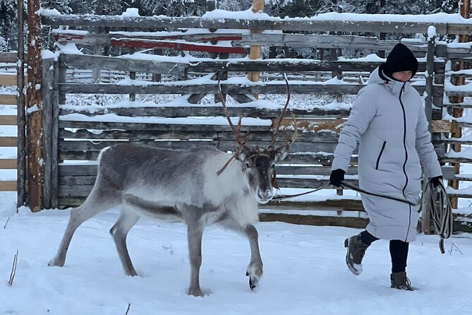 Authentic Reindeer Experience and Ice Fish with Lunch in the Wild - Timing, Weather, and What to Expect When Conditions Change