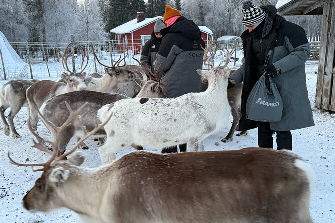 Authentic Reindeer Experience and Ice Fish with Lunch in the Wild - Who This Tour Fits Best (And Who Might Prefer Something Else)