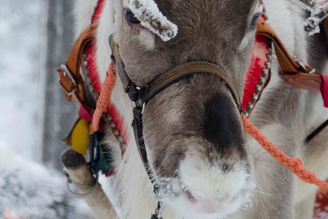 Authentic Reindeer Farm Experience in Rovaniemi - Key highlights you will actually care about