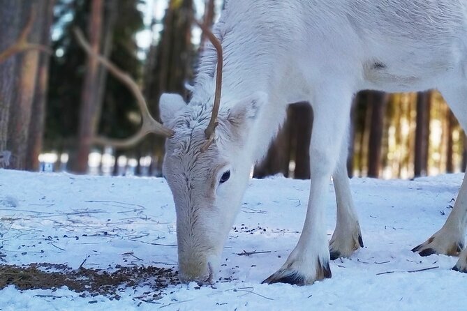 Authentic Reindeer Farm Experience in Rovaniemi - Hotel pickup to the farm outside Rovaniemi