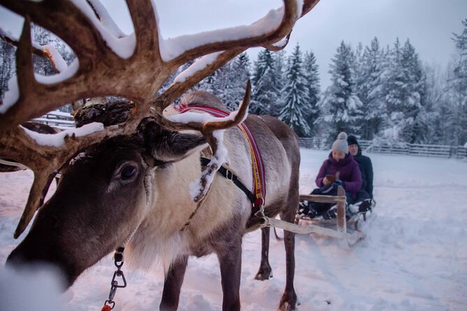 Authentic Reindeer Farm Experience in Rovaniemi - Meeting the herders: questions are part of the show