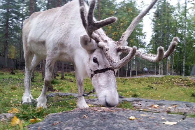Authentic Reindeer Farm Experience in Rovaniemi - The short sleigh-driving practice on snow