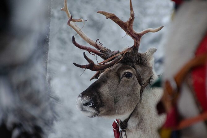 Authentic Reindeer Farm Experience in Rovaniemi - Tea, cookies, and the warm-up moment you will need