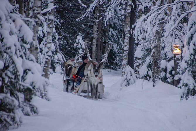 Authentic Reindeer Farm Experience in Rovaniemi - Group size, English guide, and the pace you will feel