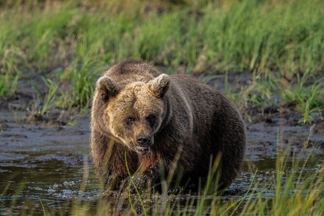Bear and Arctic Animals 2 Day Trip from Rovaniemi - Key points to know before you go
