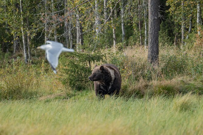 Bear and Arctic Animals 2 Day Trip from Rovaniemi - Stop 3: Kuusamo bear watching, from hut windows to camera setup