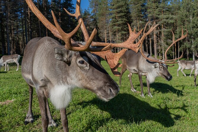 Bear and Arctic Animals 2 Day Trip from Rovaniemi - Overnight in the wilderness cabin: the night you remember