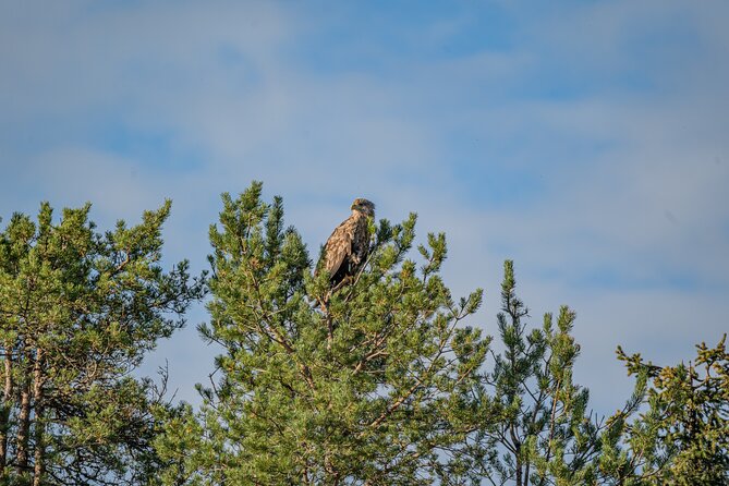 Bear and Arctic Animals 2 Day Trip from Rovaniemi - Day 2: Ranua Wildlife Park for a broader Arctic wildlife view
