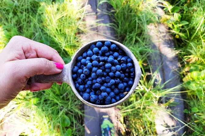 Berry Picking in a National Park - The walking pace and what 4.5 to 5 km feels like in practice