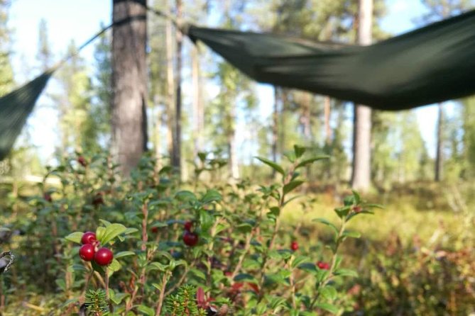 Cocooning in the HaliPuu forest: The ultimate Arctic hammock relaxation - Your hammock-nest: the best part, and why nothing is the point