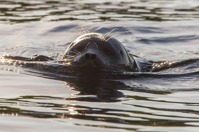 Cruise in Puumala by Lake Saimaa - Quick hits before you book
