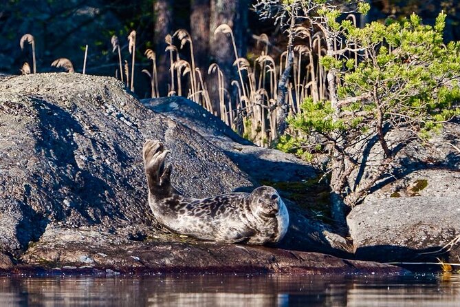 Cruise in Puumala by Lake Saimaa - The Puumala eco-cruise vibe: small group, big attention