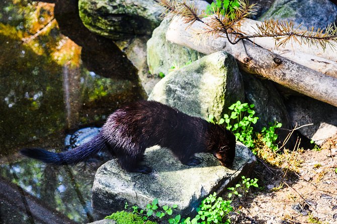 Day Trip to Ranua Arctic Wildlife Park from Rovaniemi - Why Ranua Works as a 6-Hour Day Trip From Rovaniemi